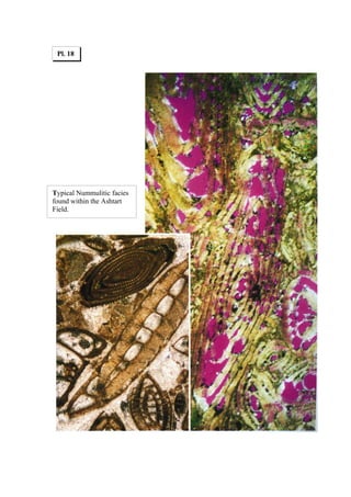 Pl. 18




Typical Nummulitic facies
found within the Ashtart
Field.
 