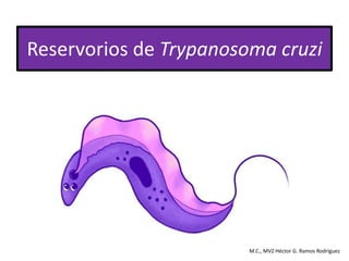 Reservorios de Trypanosoma cruzi
M.C., MVZ Héctor G. Ramos Rodríguez
 
