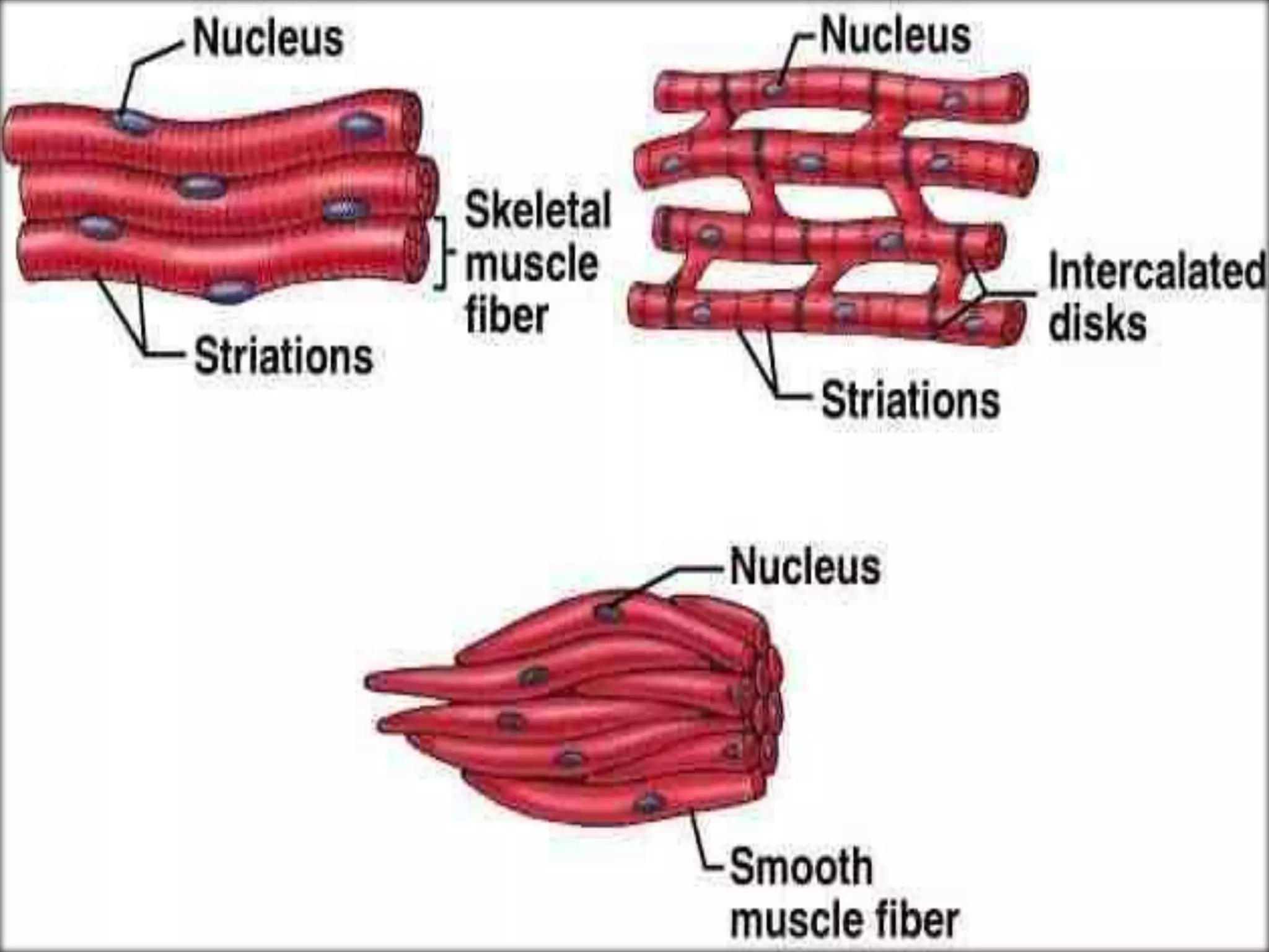 muscular tissue