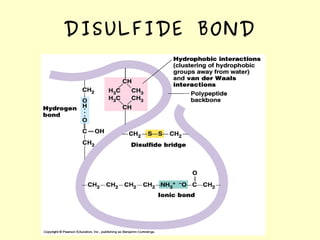 DISULFIDE BOND
 
