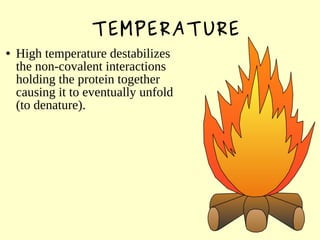 TEMPERATURE
● High temperature destabilizes
the non-covalent interactions
holding the protein together
causing it to eventually unfold
(to denature).
 