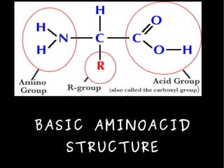 BASIC AMINOACID
STRUCTURE
 