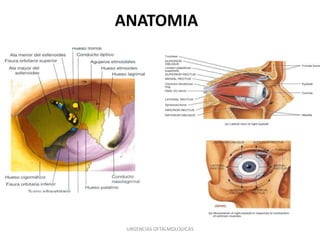 ANATOMIA

URGENCIAS OFTALMOLOGICAS

 