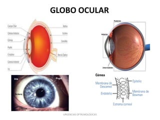 GLOBO OCULAR

URGENCIAS OFTALMOLOGICAS

 