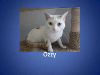 Ozzy
 