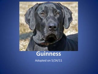 Guinness
Adopted on 5/24/11
 