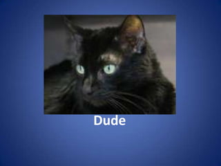 Dude
 