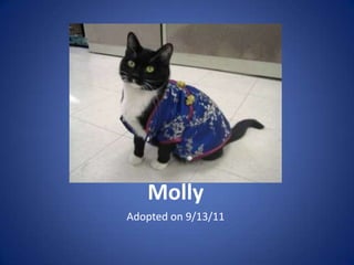 Molly
Adopted on 9/13/11
 