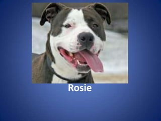Rosie
 