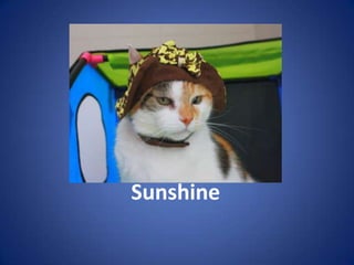 Sunshine
 