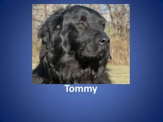 Tommy
 