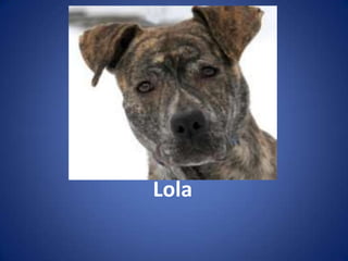Lola
 