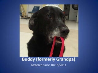 Buddy (formerly Grandpa)
    Fostered since 10/15/2011
 