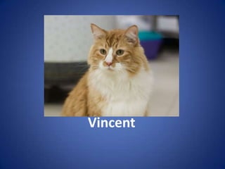 Vincent
 