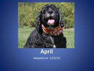 April
Adopted on 12/5/10
 