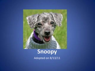 Snoopy
Adopted on 8/13/11
 