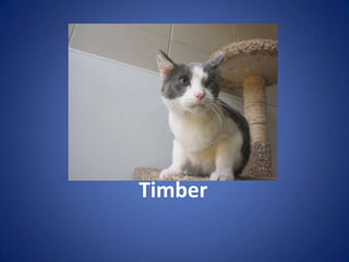 Timber
 