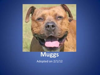 Muggs
Adopted on 2/1/12
 