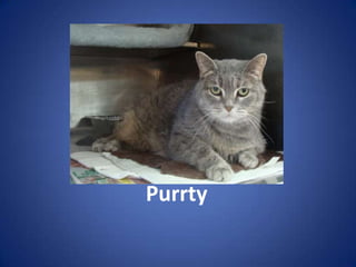 Purrty
 