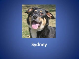 Sydney
 