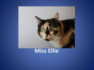 Miss Ellie
 
