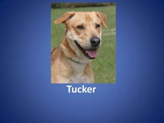 Tucker
 