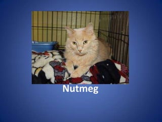 Nutmeg
 