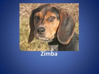 Zimba
 