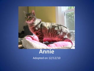 Annie
Adopted on 12/12/10
 