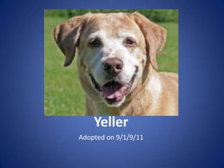 Yeller
Adopted on 9/1/9/11
 