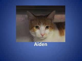 Aiden
 