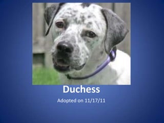 Duchess
Adopted on 11/17/11
 