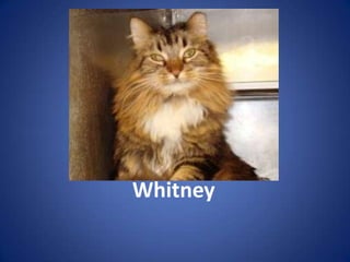 Whitney
 