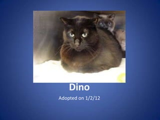 Dino
Adopted on 1/2/12
 