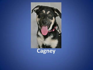 Cagney
 