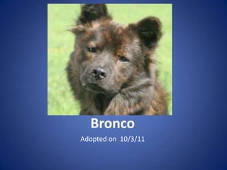 Bronco
Adopted on 10/3/11
 