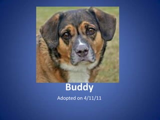 Buddy
Adopted on 4/11/11
 