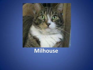 Milhouse
 