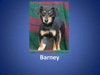 Barney
 
