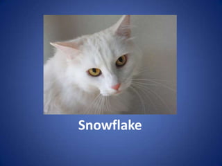 Snowflake
 