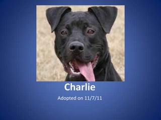 Charlie
Adopted on 11/7/11
 