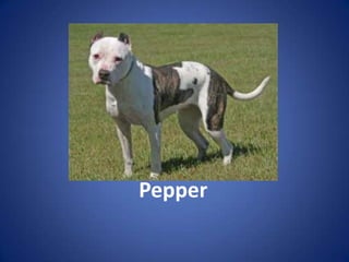 Pepper
 