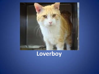 Loverboy
 