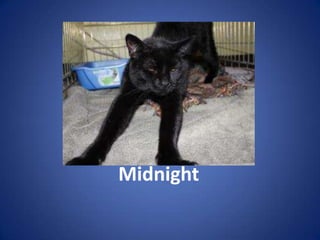 Midnight
 