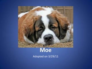 Moe
Adopted on 3/29/11
 