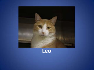 Leo
 
