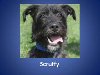 Scruffy
 