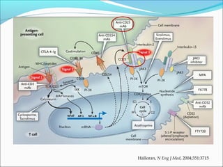 Halloran, N Eng J Med, 2004;351:3715
 