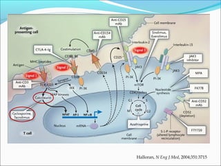 Halloran, N Eng J Med, 2004;351:3715
 