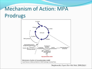 Mechanism of Action: MPA
Prodrugs
Stepkowski, Expert Rev Mol Med, 2000;2(4):1
 